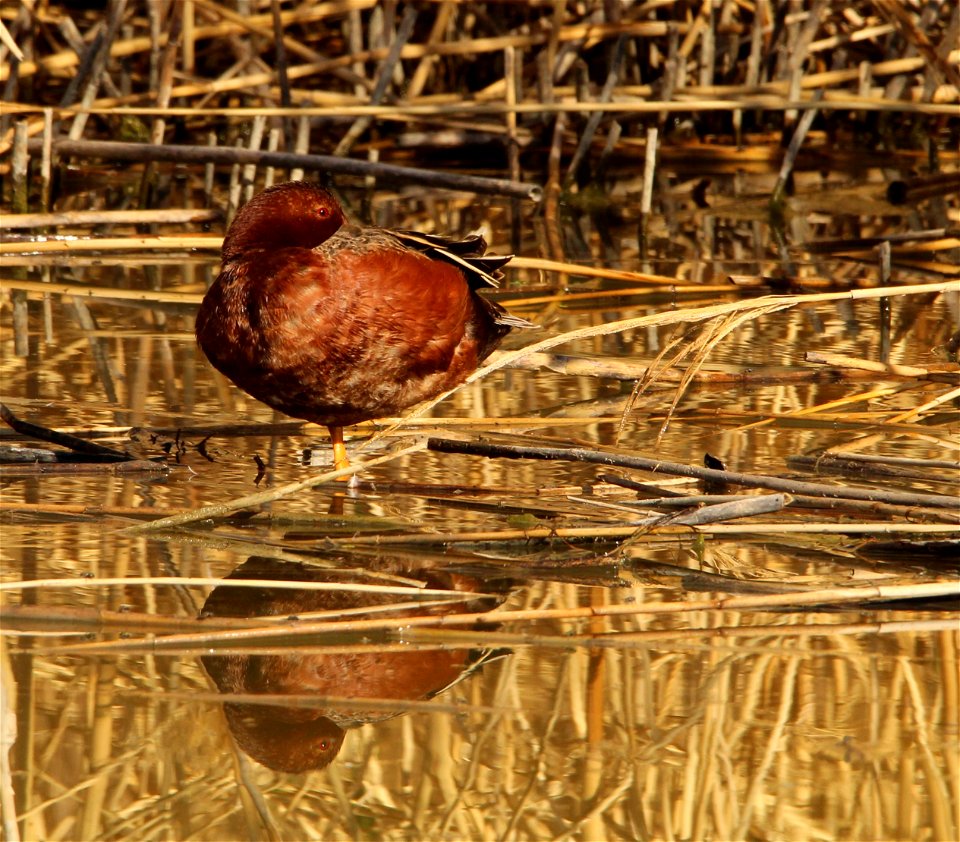 Cinnamon Teal  at Bear River Migratory Bird Refuge June 2021