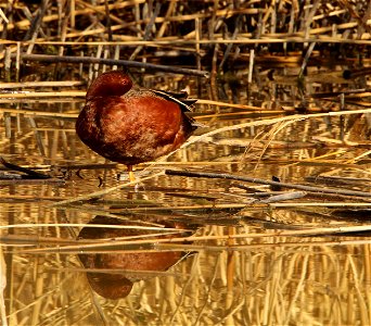 Cinnamon Teal at Bear River Migratory Bird Refuge June 2021 photo