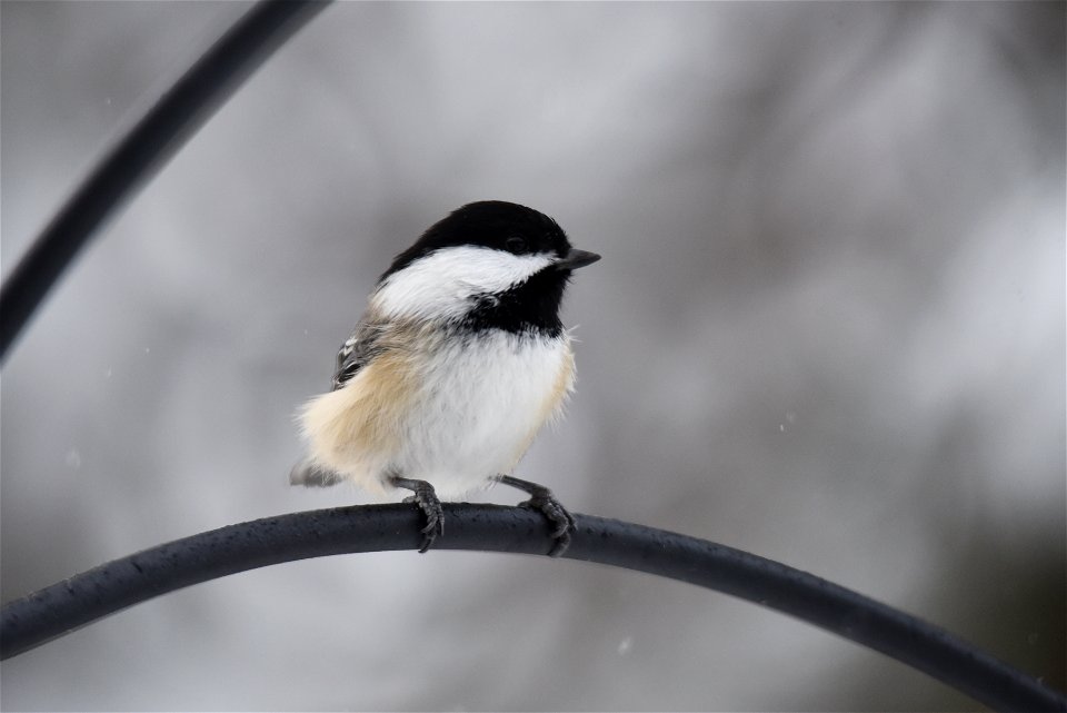 Black-capped chickadee in the snow