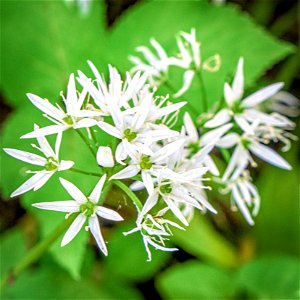 Flower-.jpg