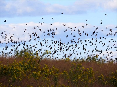 Flock of Blackbirds photo