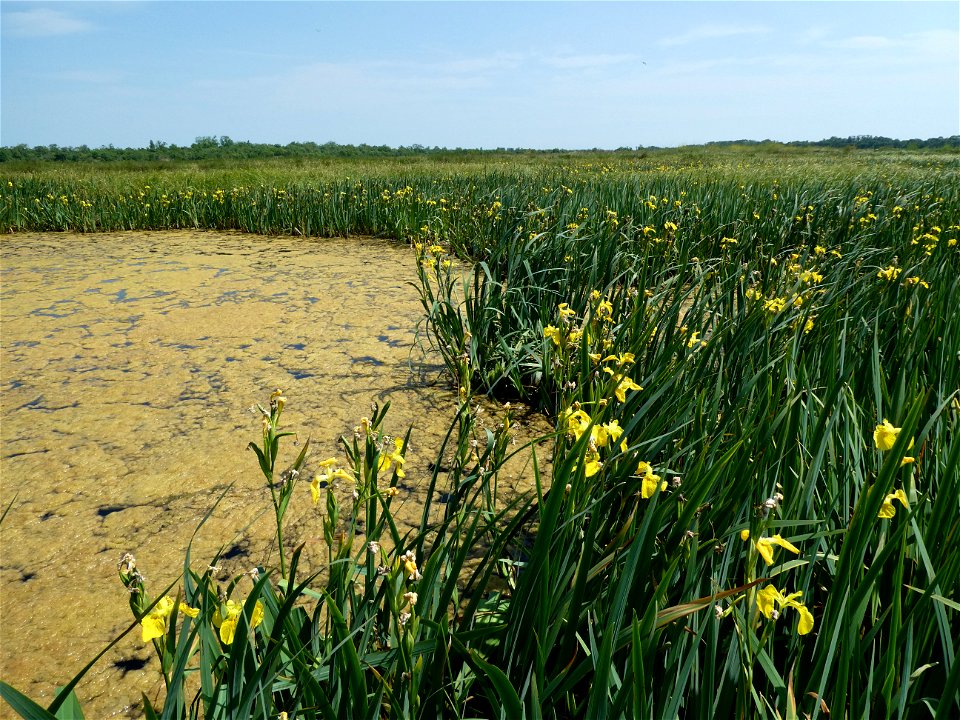Iris pseudacorus L., 1753