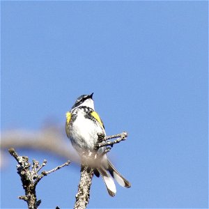 Yellow-rumped Warbler - KNPP - _MG_7170-1