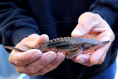 Young Lake Sturgeon