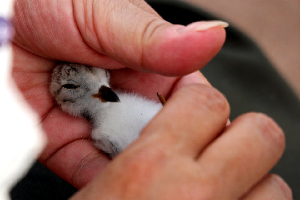 Piping Plover Banding on the Apostle Islands photo