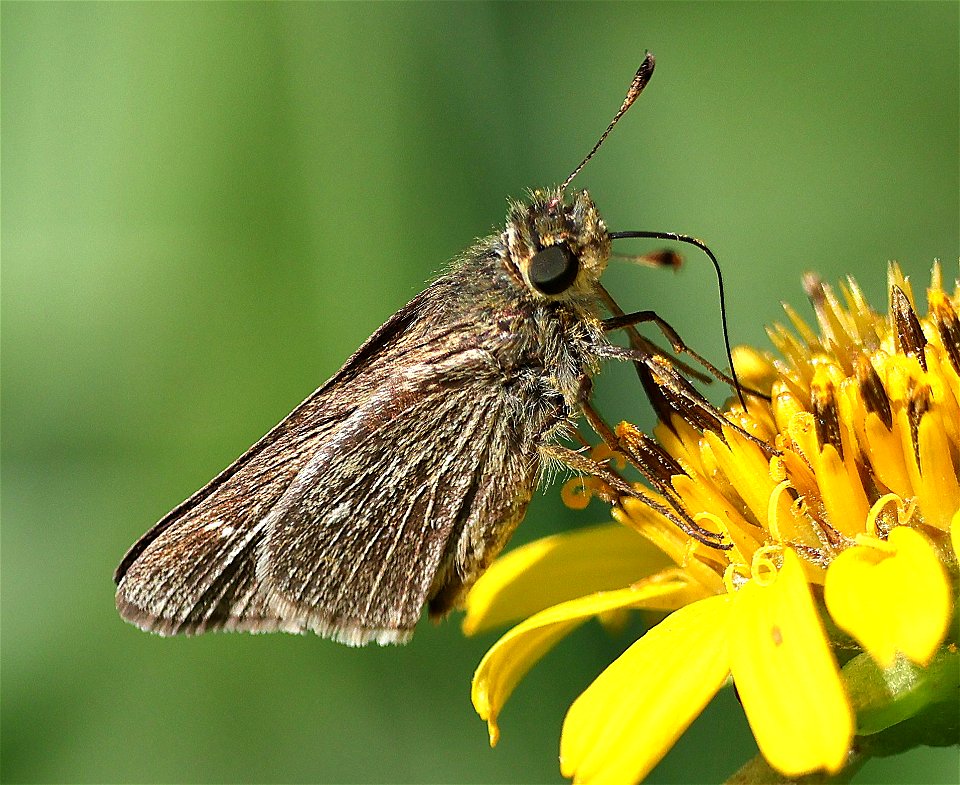 SKIPPER, OBSCURE (Panoquina panoquinoides) (02-18-2023) south texas ecotourism center, laguna vista, cameron co, tx -04