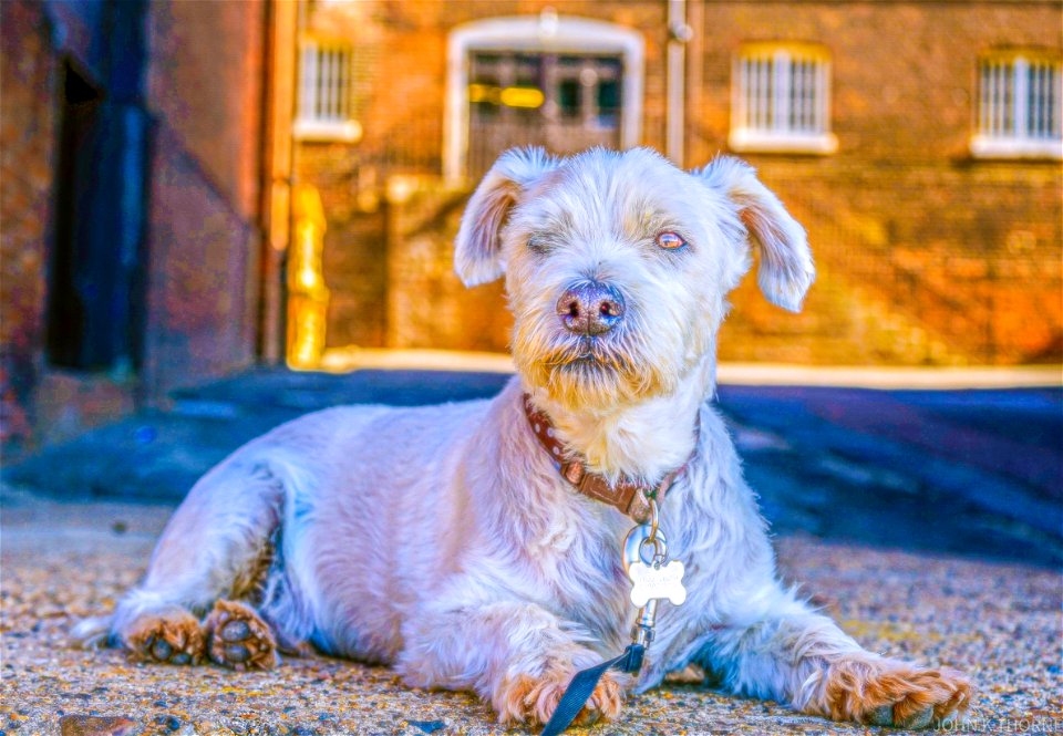 The Dog Chatham Historic Dockyard