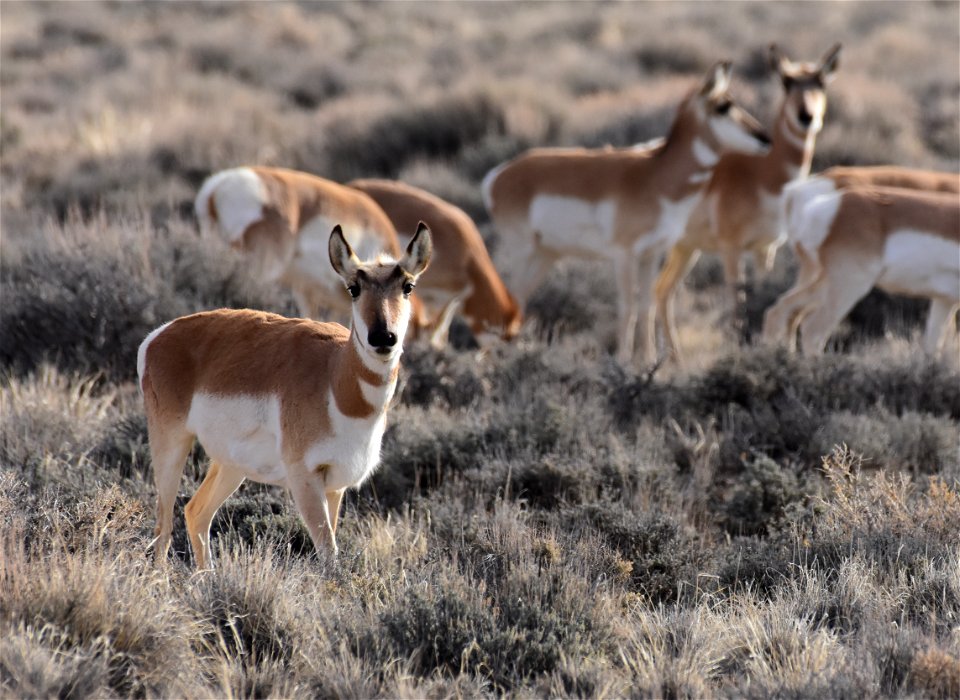 Pronghorn at Seedskadee National Wildlife Refuge