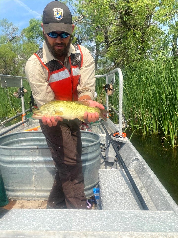 Largemouth Bass