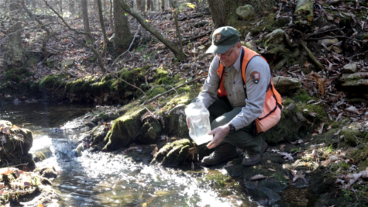 Injection Treatment for Hemlocks