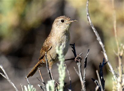 House wren at Seedskadee National Wildlife Refuge Wyoming