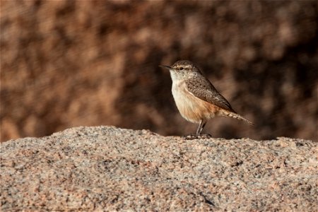 Rock Wren photo