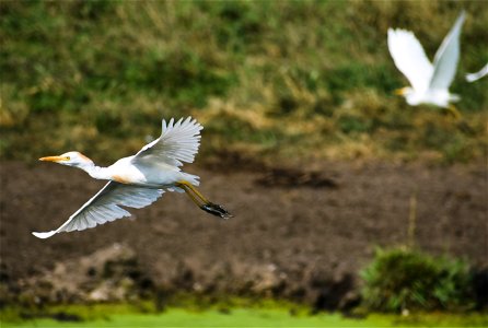 Cattle Egret on Crystal Lake WPA Lake Andes Wetland Management District South Dakota photo