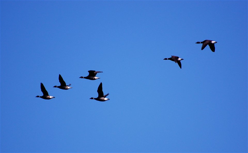 Brant at Izembek Lagoon