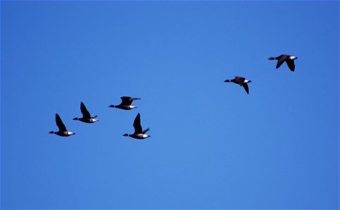 Brant at Izembek Lagoon