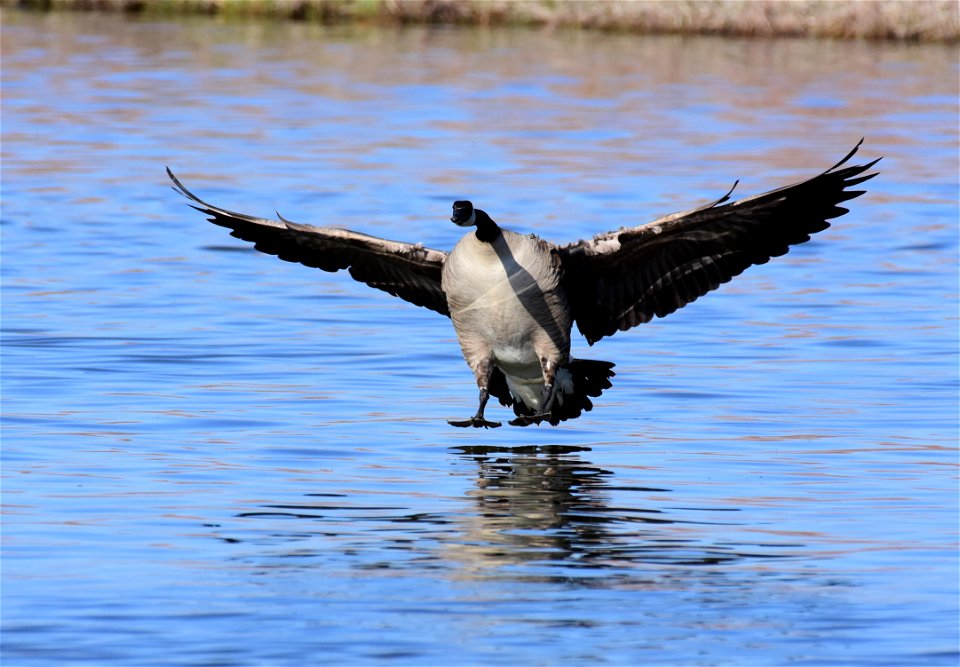 Canada Geese at Seedskadee National Wildlife Refuge