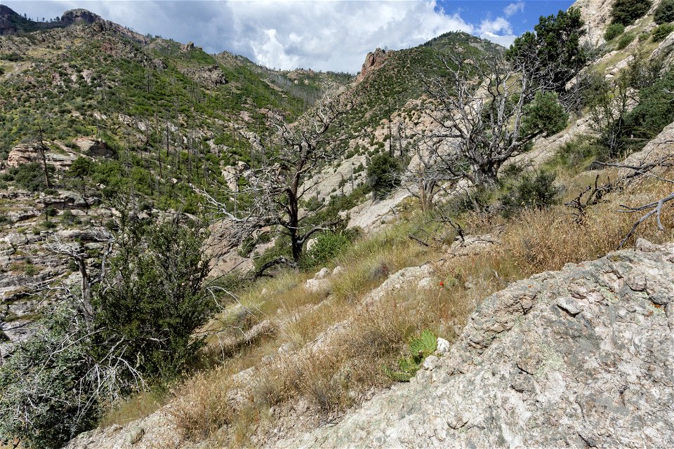 Upper Percha Creek