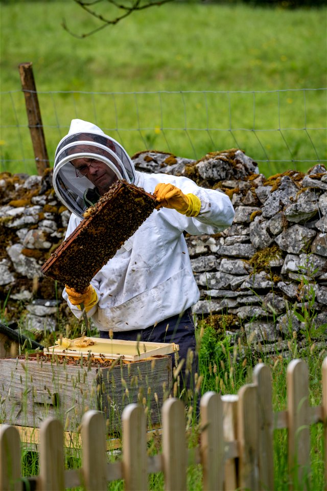 Bees at Sizergh Castle (3 of 4) photo