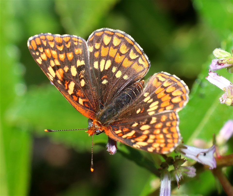 CHECKERSPOT, NORTHERN (Chlosyne palla) (6-28-2021) mile 7.3 clearing, jawbone road, smith river nat rec area, del norte co, ca -02