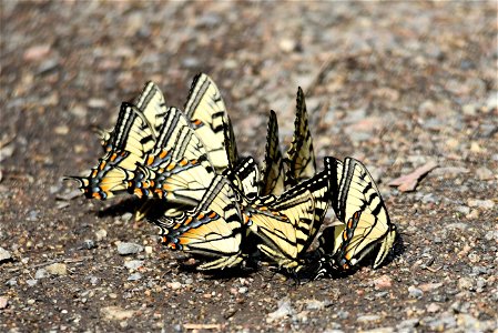 Tiger swallowtail butterflies