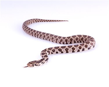 Juvenile bullsnake photo