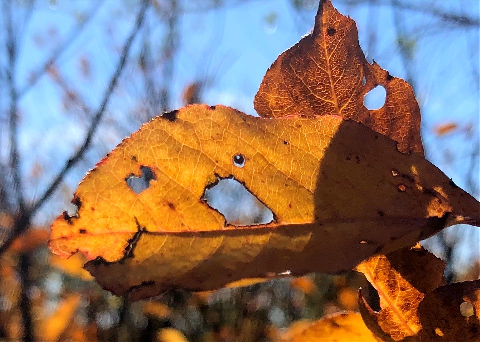 2021/365/270 Autumn Windows