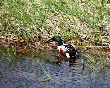 Norther Shovler on Lake Andes Wetland Management District South Dakota photo