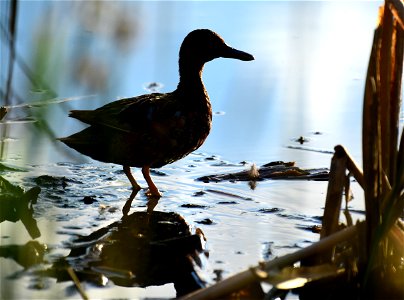 Cinnamon teal at Seedskadee National Wildlife Refuge