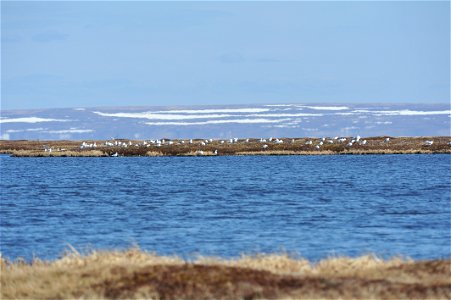Non-breeding gull colony photo