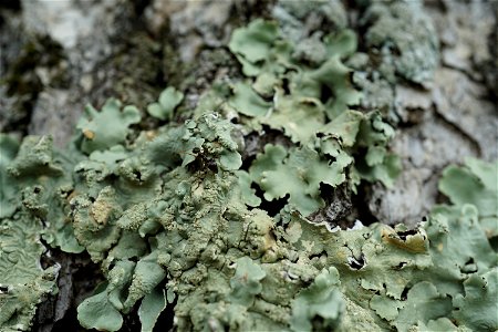 Ant on Lichen