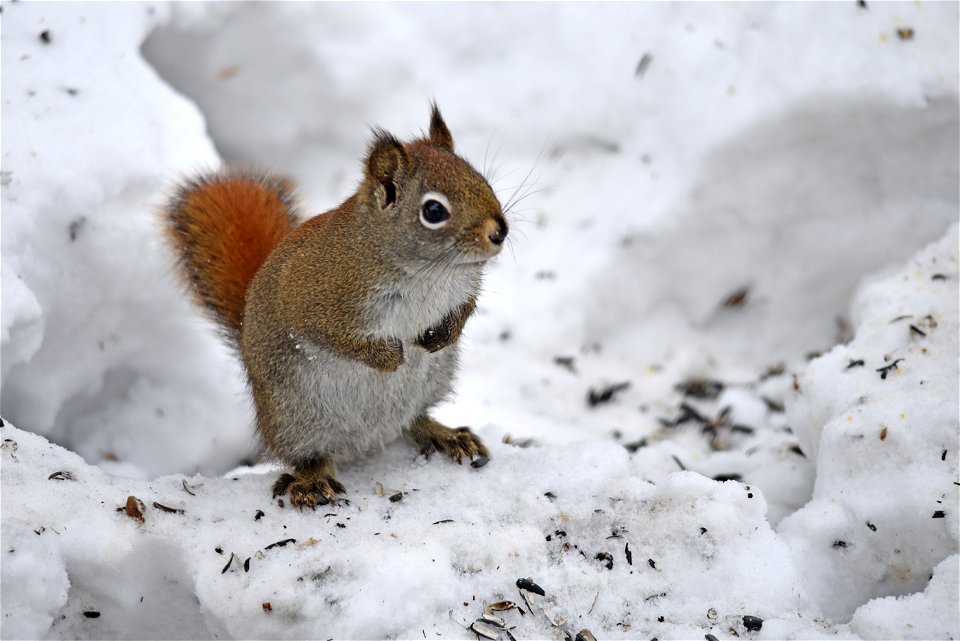 Red squirrel in the snow