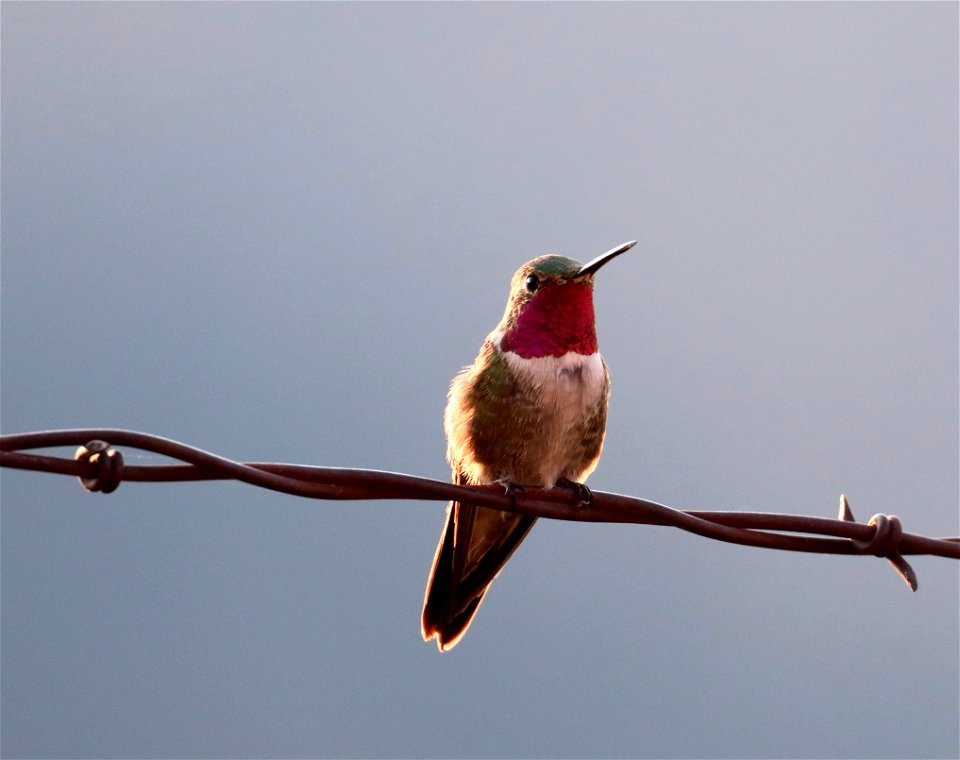 Male Broad-tailed Hummingbird on the National Elk Refuge