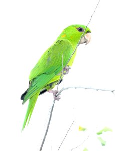 561 - GREEN  PARAKEET (12-29-2021) americana rv park, palmview, hidalgo co, tx -06