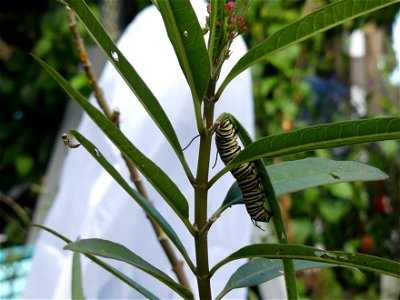 LOTS OF HUNGRY CRITTERS ON THE MILKWEED-P1810340