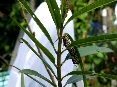 LOTS OF HUNGRY CRITTERS ON THE MILKWEED-P1810340 photo