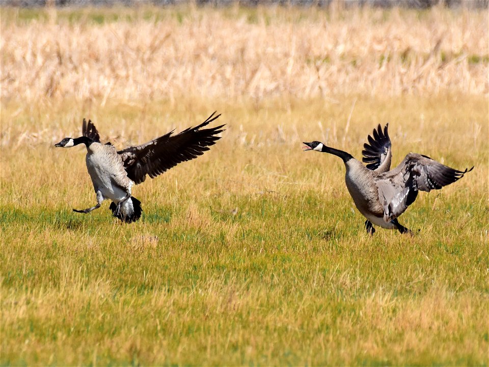 Canada Geese at Seedskadee National Wildlife Refuge