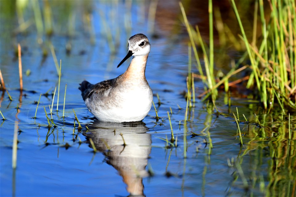 Wilson's phalarope at Seedskadee National Wildlife Refuge