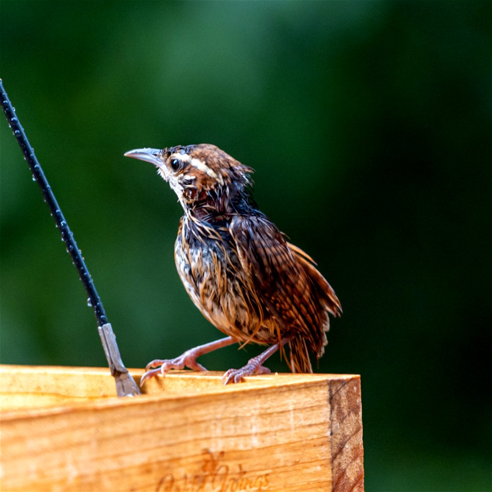 Day 163 - Juvenile Carolina Wren