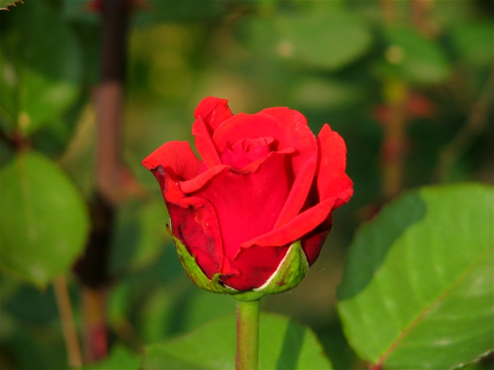 trdf-rosu2009_0518_081849