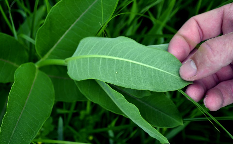 Can you believe that tiny egg will turn into a beautiful monarch butterfly?