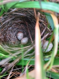 Saltmarsh sparrow nest with eggs at Rachel Carson National Wildlife Refuge photo