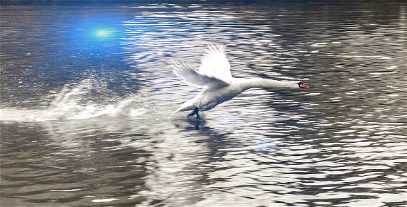 Coming into land! Swan  Landing on The River Medway.