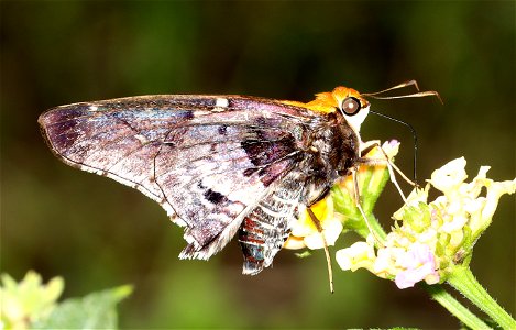 SKIPPER, MERCURIAL (Proteides mercurius) (11-29-2022) national buttrerfly center, mission, hidalgo co, tx (2)