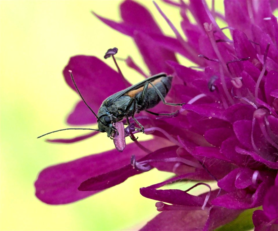 pollen must be tasty