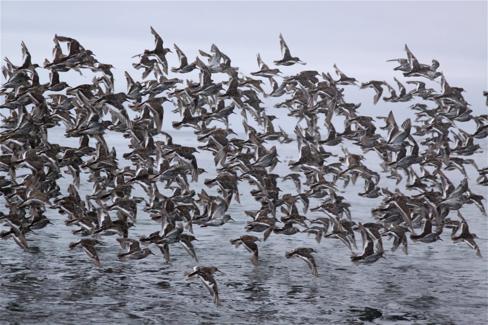 Flock of sandpipers fly over Samalga Island waters photo