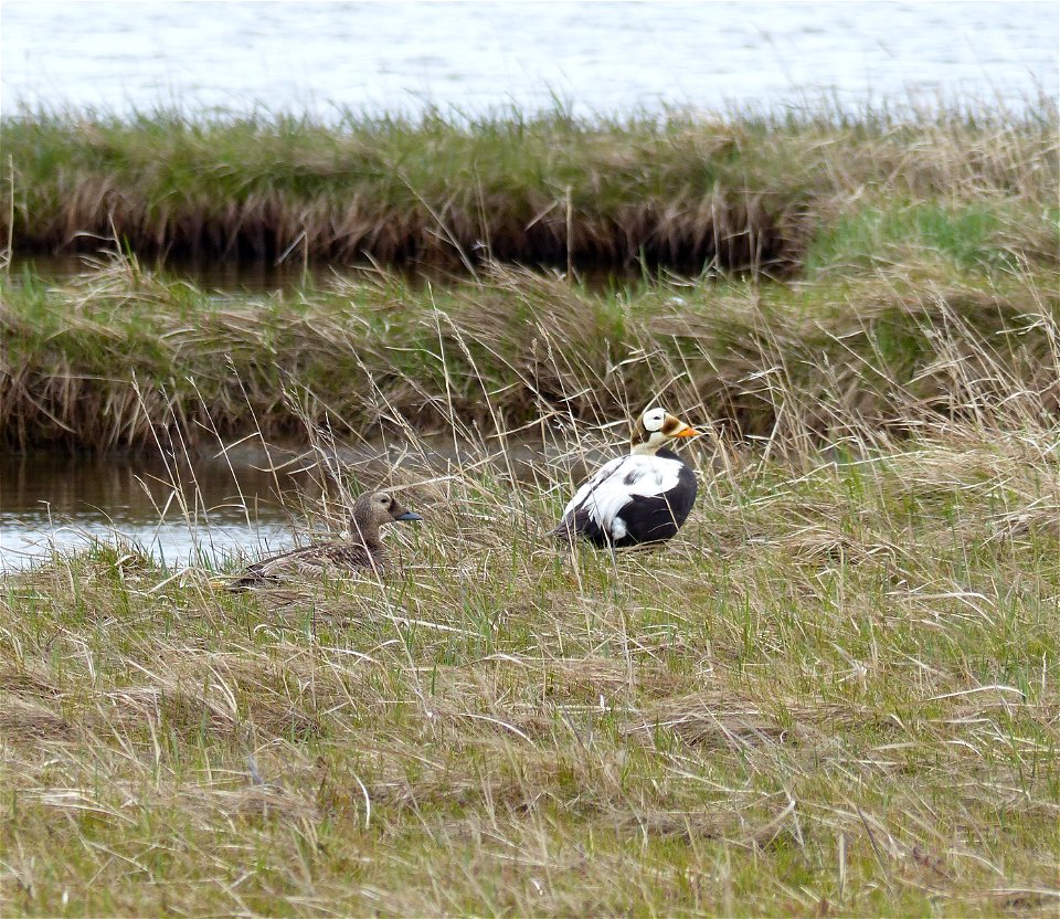 Spectacled Eider pair