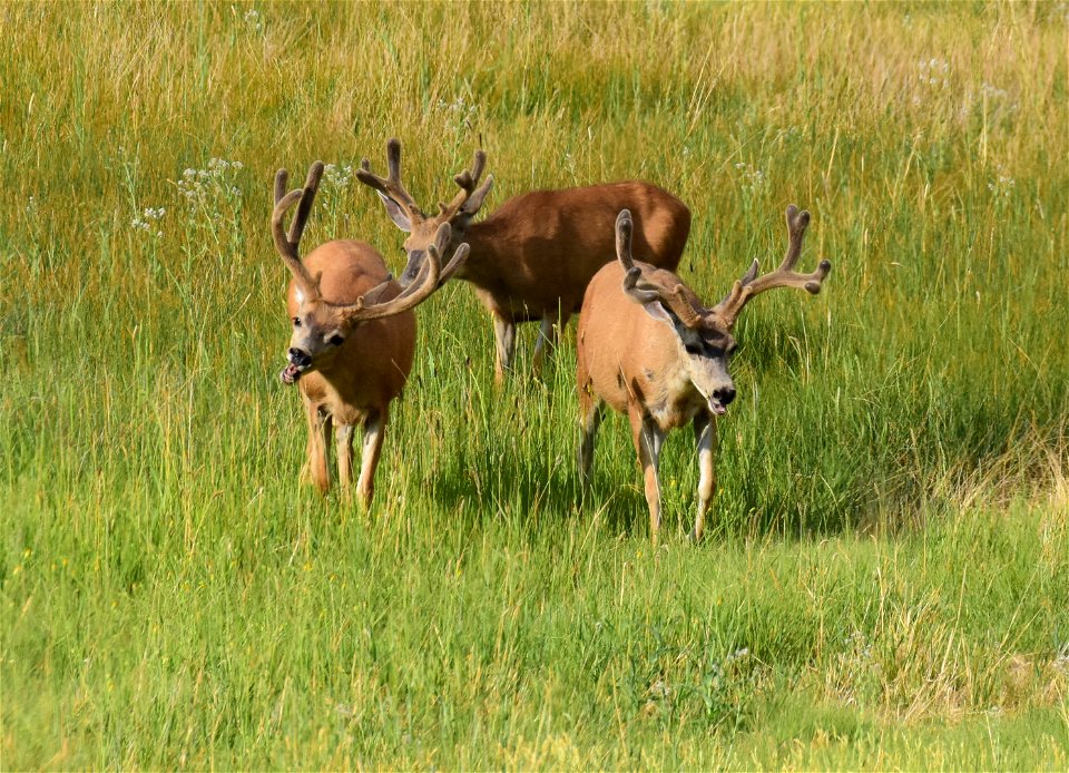 Mule deer at Seedskadee National Wildlife Refuge
