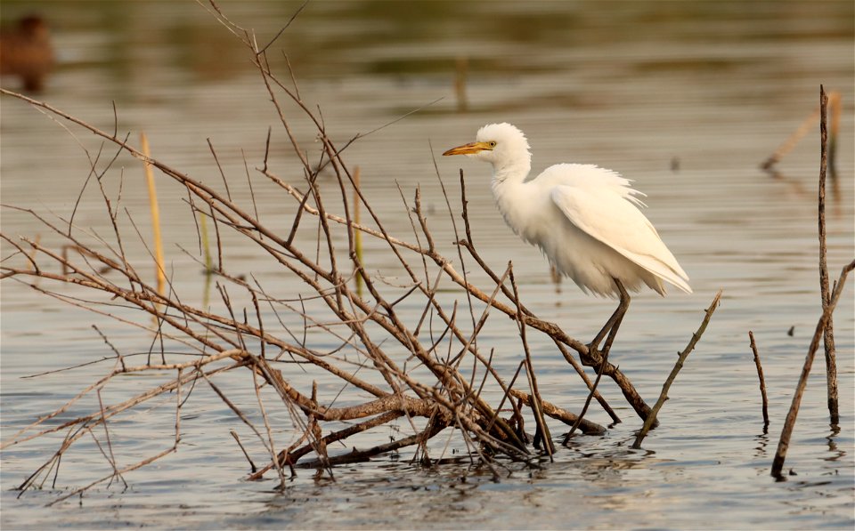 Cattle Egret Huron Wetland Management District South Dakota