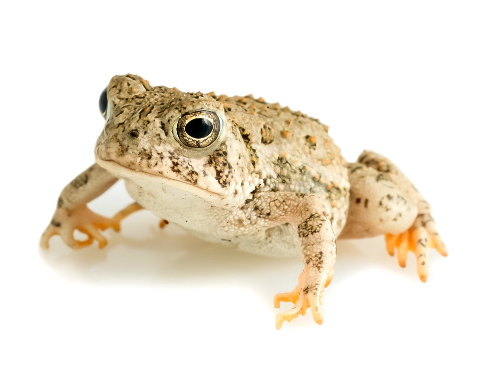 Juvenile Woodhouse's Toad (Anaxyrus woodhousii)