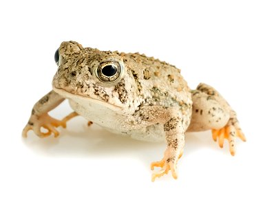 Juvenile Woodhouse's Toad (Anaxyrus woodhousii) photo